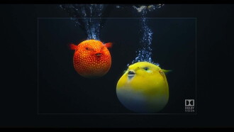 Dolby Atmos and Dolby Vision Demo: Pufferfish Trailer