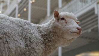 Dolly: The Sheep That Changed the World Trailer