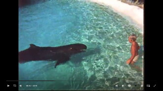 Dolphin Trailer