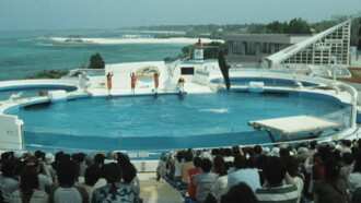Dolphin Blue: Soar Again, Fuji Trailer