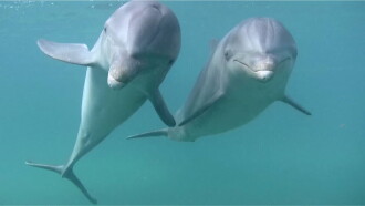 Dolphins Trailer