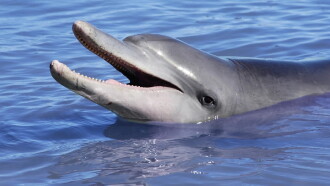 Dolphins: Is Our Love Too Deep? Trailer