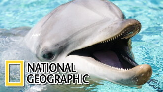 Dolphins: The Wild Side Trailer