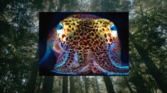 Donna Haraway: Story Telling for Earthly Survival Trailer