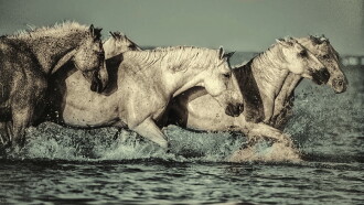 Dream of the Wild Horses Trailer