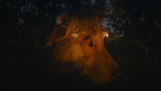 Dreaming Dogs Trailer