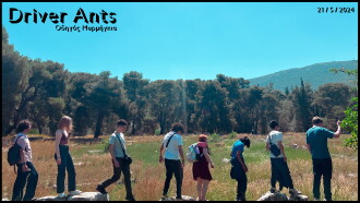 Driver Ants Trailer