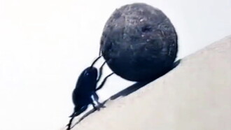 Dung Beetles Trailer