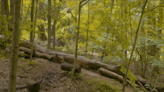 Eaglehood Trailer