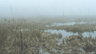Early Spring Wetlands Trailer