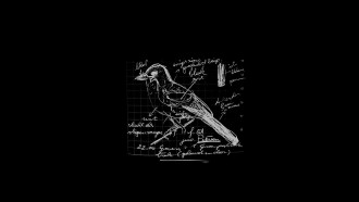 Een vogel met jouw naam Trailer