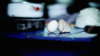 Egg and Stone Trailer