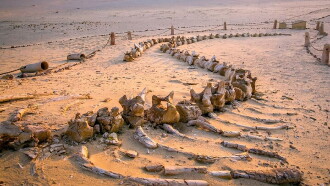 Egypt's Secret Valley of the Whales Trailer