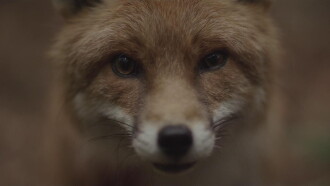 Ekki múkk Trailer