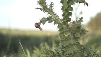 El caracol y su entorno Trailer