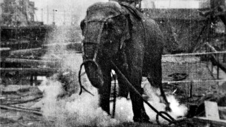 Electrocuting an Elephant Trailer