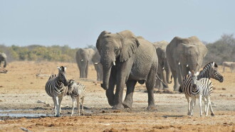Elephant King Trailer