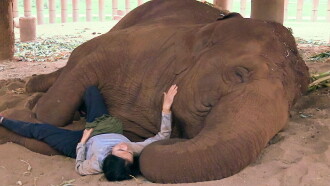 Elephant Mother Trailer