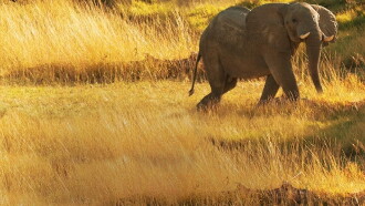 Elephant Queen Trailer