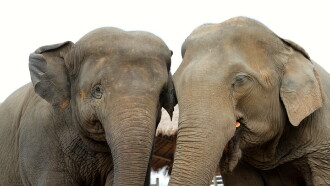 Elephant Tales Trailer