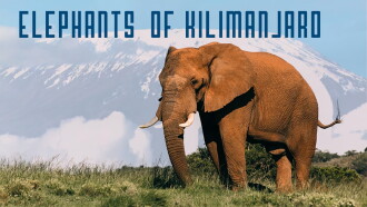 Elephants of Kilimanjaro Trailer