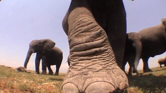 Elephants: Spy in the Herd Trailer