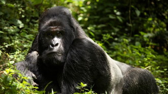 En danger : menaces sur les grands singes Trailer