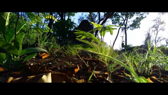 Entre a Natureza Trailer