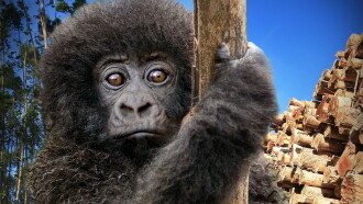 Escape from Extinction: Rewilding Trailer