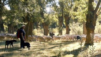 Espagne, la voie des bergers Trailer