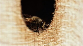 Être avec les abeilles Trailer