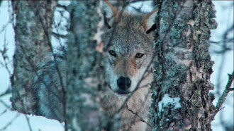Europe's Last Wilderness Trailer
