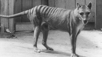 Extinct or Alive: The Tasmanian Tiger Trailer