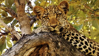 Eye of the Leopard Trailer