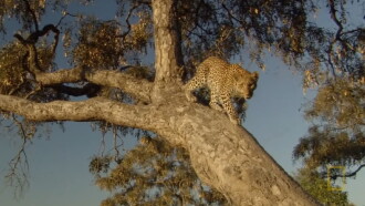 Eye of the Leopard: Revealed Trailer