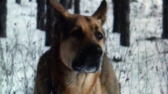 Faithful Ruslan: History of the Guard Dog Trailer