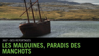 Falklandinseln : Pinguine auf dem Vormarsch Trailer