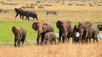 Fascination Africa 3D Trailer