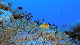 Fascination Coral Reef Trailer