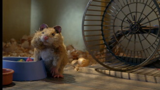 Fat Hamster Trailer