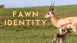 Fawn Identity Trailer