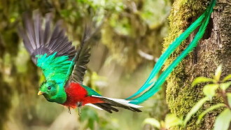 Feathered Serpent Trailer