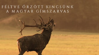 Féltve őrzött kincsünk, a magyar gímszarvas Trailer