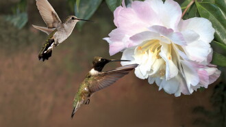 First Flight: A Mother Hummingbird's Story Trailer
