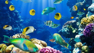 Fish School 2 Trailer