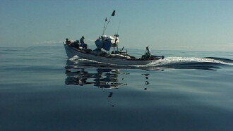 Fish Tail Trailer