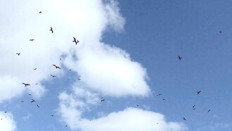 Flight Trailer