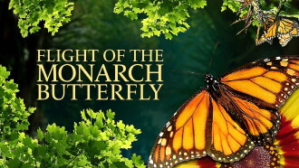 Flight of the Monarch Butterfly Trailer