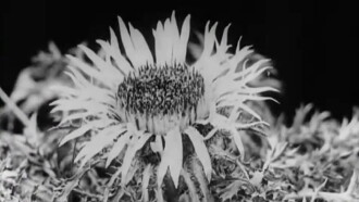 Floral Co-operative Societies Trailer