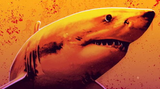 Florida Shark: Blood in the Water Trailer